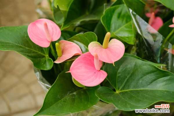 粉掌叶子发黄怎么回事，怎么办