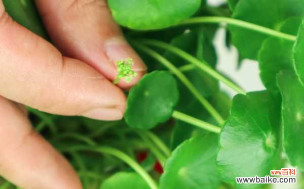 铜钱草冬天叶子黄了怎么办