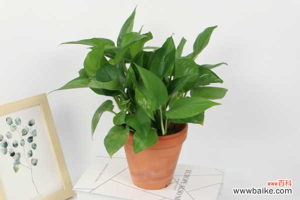 水培和土培处理方法 绿萝烂根了怎么处理