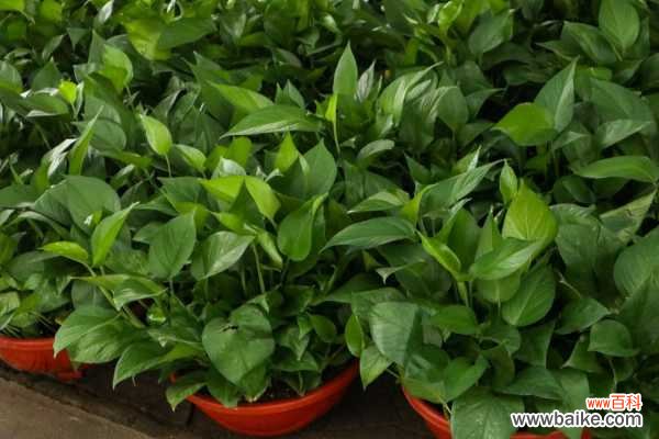 水培和土培处理方法 绿萝烂根了怎么处理