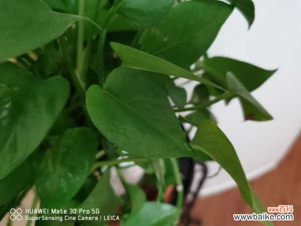 水养绿萝为什么会烂根，烂根怎么补救