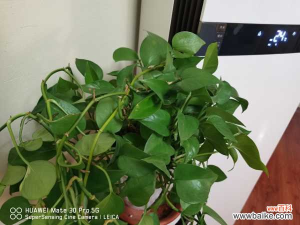 大盆绿萝烂根怎么办,烂根上盆后要浇水吗