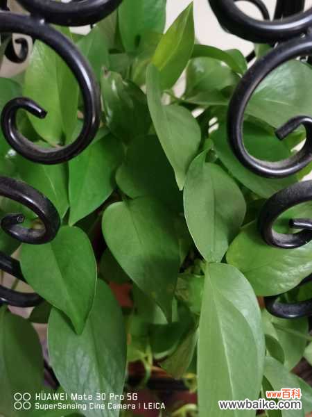 绿萝浇水太多烂根了怎么办，烂根有什么表现