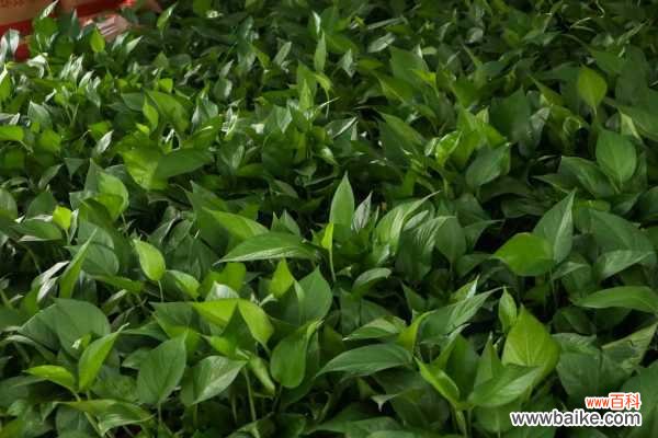 绿萝浇水太多烂根了怎么办，烂根有什么表现