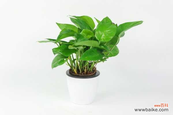 绿萝浇水太多烂根了怎么办，烂根有什么表现