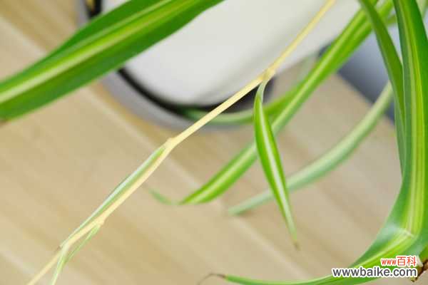 吊兰叶子发黄怎么回事