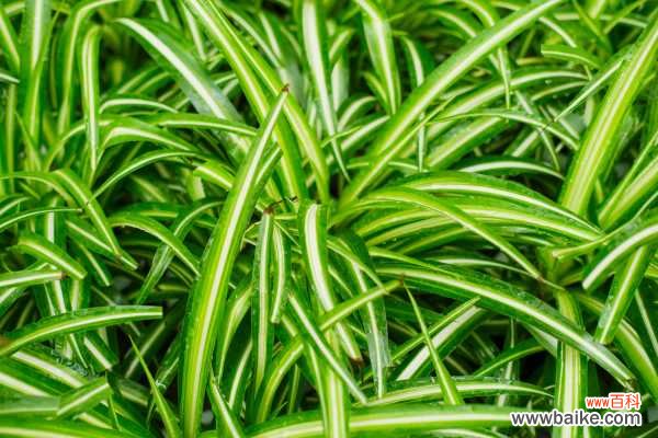 吊兰叶子发黄怎么回事