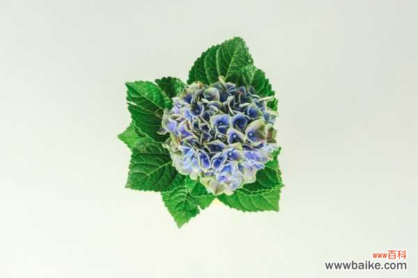 绣球花叶子发黄是怎么回事