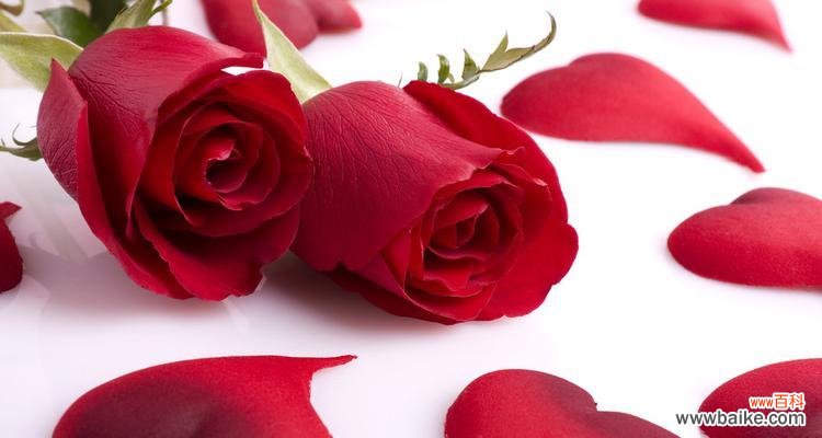 赏析玫瑰花的花语和象征 玫瑰花的花语和象征——爱的永恒之花