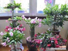 摘一朵 毛蟹爪兰花语