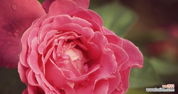 用花语诉说爱情和温暖 玫瑰与月季