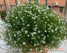 探寻满天星花的浪漫传说 满天星花的意义与传说