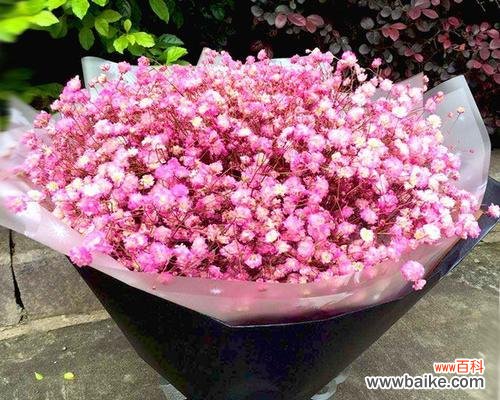 用满天星花语诉说青春的美好 满天星花开，致青春