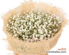 用满天星花语诉说青春的美好 满天星花开，致青春