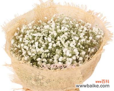 用满天星花语诉说青春的美好 满天星花开，致青春