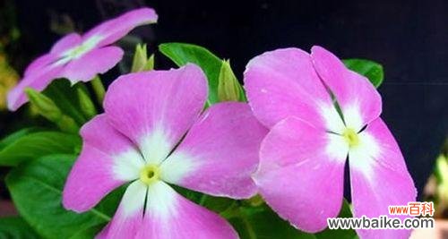 盛开在岁月中的坚韧与美丽 蔓长春花