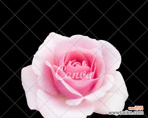 探索玫瑰花瓣的象征意义及文化内涵 玫瑰花瓣的含义