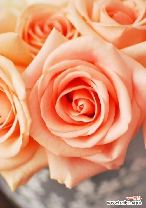 探索玫瑰花瓣的象征意义及文化内涵 玫瑰花瓣的含义