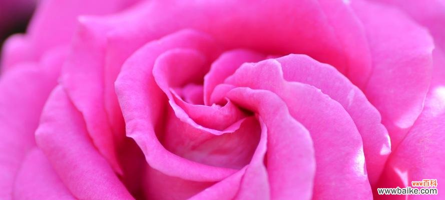 探索玫瑰花瓣的象征意义及文化内涵 玫瑰花瓣的含义