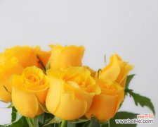 解读玫瑰花不同颜色的含义 玫瑰花语