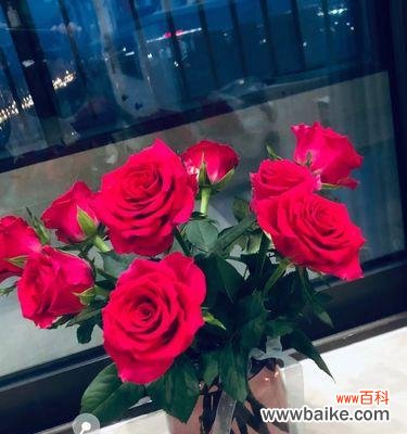 揭秘玫瑰花盛放的时刻——玫瑰花期的重要性与象征意义 玫瑰花的花期及其意义