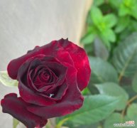 揭秘玫瑰花盛放的时刻——玫瑰花期的重要性与象征意义 玫瑰花的花期及其意义