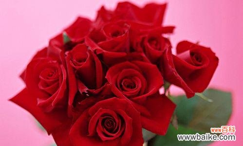 探寻玫瑰花的浪漫语言与深意 《玫瑰花的花语和寓意》