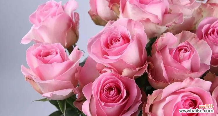 探寻玫瑰花的浪漫语言与深意 《玫瑰花的花语和寓意》