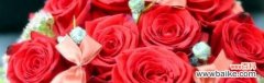 探寻玫瑰花的浪漫语言与深意 《玫瑰花的花语和寓意》