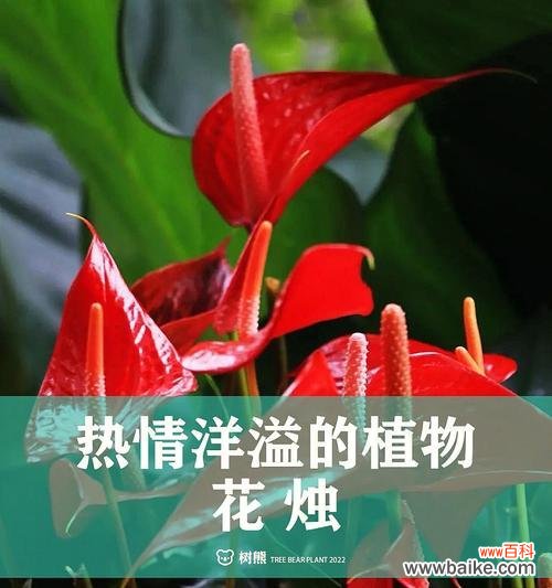 探寻红掌花语的深刻内涵 红掌花语与美好生活