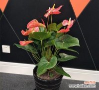 探寻红掌花语的深刻内涵 红掌花语与美好生活