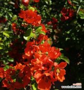 盼望爱情绽放的美丽红丁香 红丁香花语——爱的期盼