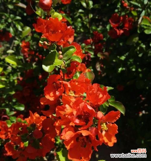 盼望爱情绽放的美丽红丁香 红丁香花语——爱的期盼