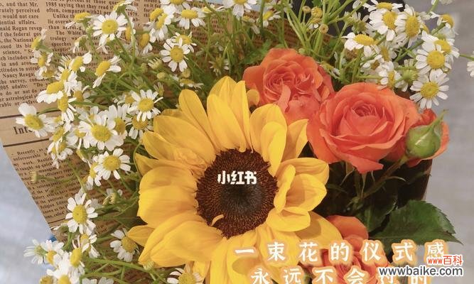 探寻太阳花所传递的情感与思想 太阳花的花语与意义