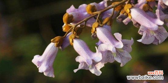 探秘泡桐花的深层含义，传达美好祝愿 泡桐花的花语与寓意