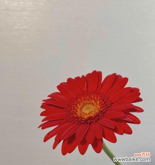 一朵多义的花，用扶郎花传递你的情感 扶郎花——热爱与幸福的象征