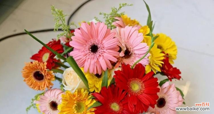 一朵多义的花，用扶郎花传递你的情感 扶郎花——热爱与幸福的象征