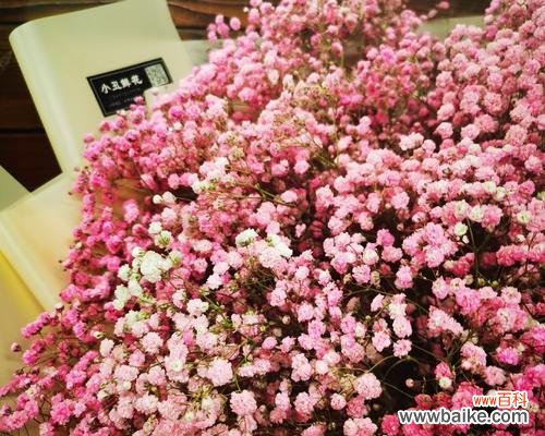 用粉色满天星传递爱的语言 粉色满天星花语