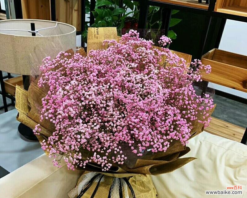 用粉色满天星传递爱的语言 粉色满天星花语