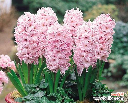 用爱绽放 粉色风信子花语与幸福生活