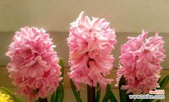 用爱绽放 粉色风信子花语与幸福生活