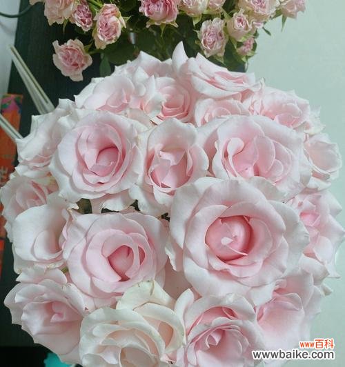 唤醒心灵的柔情 粉佳人玫瑰花语的美丽与浪漫