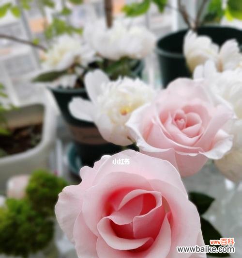 唤醒心灵的柔情 粉佳人玫瑰花语的美丽与浪漫