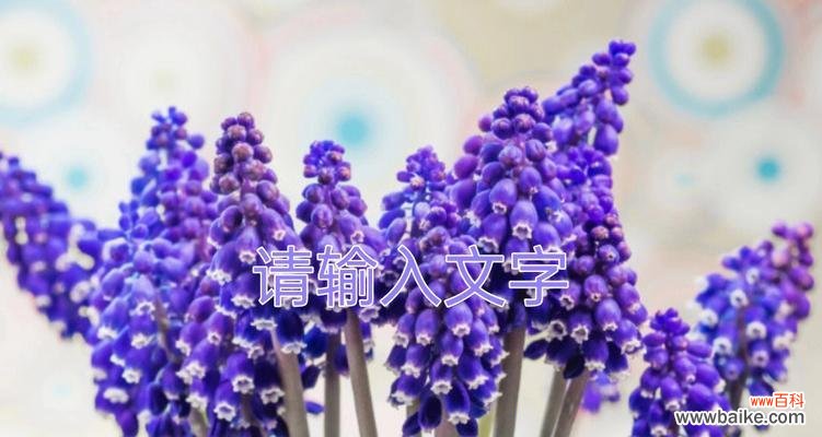 香气扑鼻的春天 风信子的花语和故事