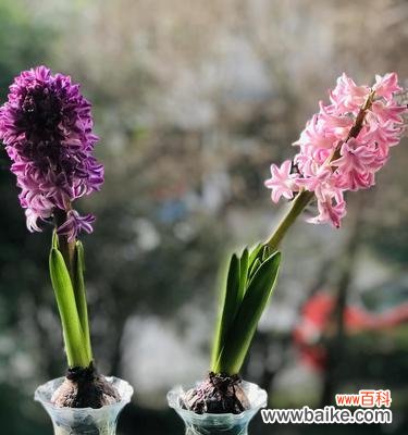 香气扑鼻的春天 风信子的花语和故事