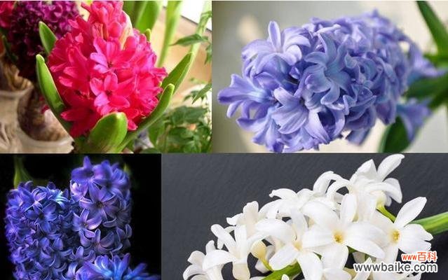 香气扑鼻的春天 风信子的花语和故事