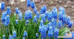 美丽而神秘的风信子 风信子花语与传说的奥秘