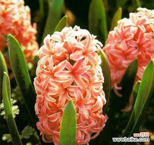 美丽而神秘的风信子 风信子花语与传说的奥秘