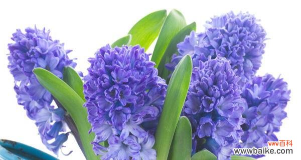 风信子的花语及象征意义探析 风信子