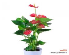 传递爱与美丽的神奇魔力 粉掌与玫瑰，爱与温柔的交织